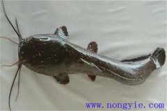 革胡子鯰怎么養(yǎng)殖，它有哪幾種養(yǎng)殖方式