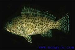 適合我國(guó)南方養(yǎng)殖的高檔魚——青石斑魚