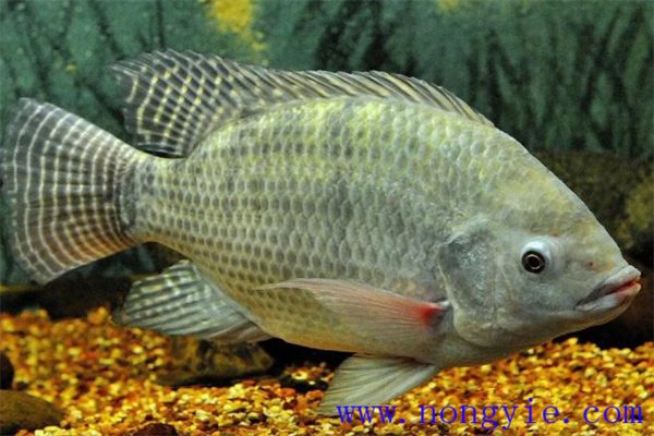 奧尼羅非魚飼養(yǎng)管理、人工投餌