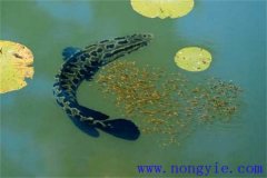 烏魚(yú)的產(chǎn)卵季節(jié)、成熟年齡、懷卵量與產(chǎn)卵量