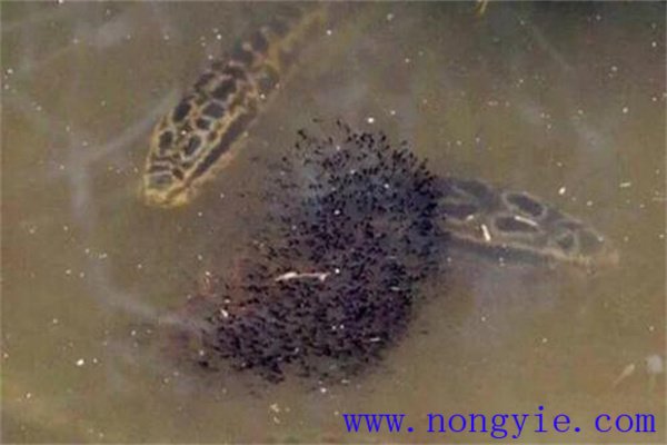 烏魚的懷卵量、產(chǎn)卵量