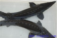 俄羅斯鱘魚常見病害有哪些，如何防治？