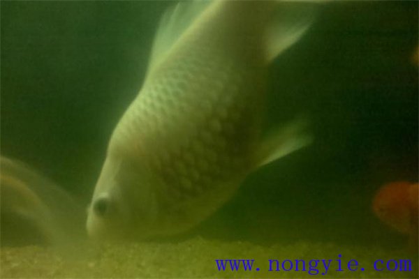 鯉魚(yú)的產(chǎn)卵季節(jié)