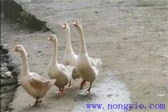 母鵝拔毛注意事項(xiàng) 母鵝拔毛后幾天能下蛋？