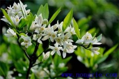 柑橘花期是什么時(shí)候，如何管理、用什么農(nóng)藥