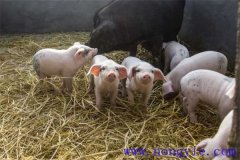剛出生仔豬怎么養(yǎng)？哺乳仔豬飼養(yǎng)管理要點