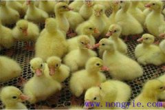 剛買回來的鵝苗如何飼養(yǎng)，如何預(yù)防疾病？