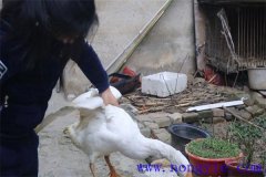家里怎樣殺鵝，殺鵝怎么拔毛最快干凈？