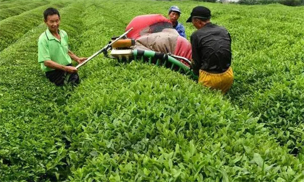 如何確定茶葉的機(jī)采時間