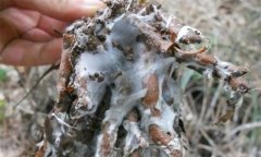 蒼術(shù)白絹病有何癥狀，怎樣防治蒼術(shù)白絹病？