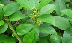 我國(guó)金剛藤制劑發(fā)展現(xiàn)狀與前景如何？