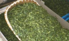 炒青綠茶加工分哪幾道工序、具體方法是什么？