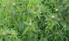 白術(shù)的主要病害有哪些？其防治方法如何？