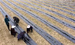 茶苗地膜覆蓋栽培有哪些好處，具體方法是什么