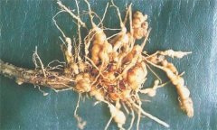 如何防治蒼術(shù)根結(jié)線蟲(chóng)病，它有危害癥狀？