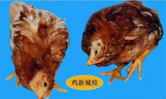 雞呼吸道疾病有哪些，防治治療的重點(diǎn)是什么？