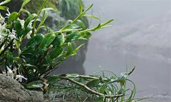 石斛需要什么樣的生長(zhǎng)環(huán)境？