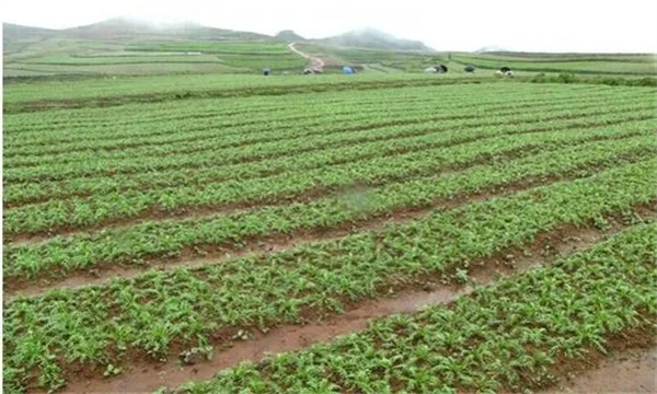 田間管理