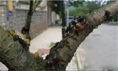 花椒樹流膠病用什么藥防治，如何預(yù)防？