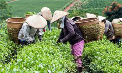 茶葉采摘標(biāo)準(zhǔn)有幾種？