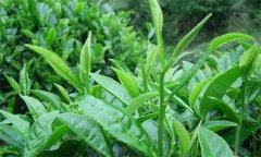 什么叫做采摘周期，什么時(shí)間采摘茶葉為宜？