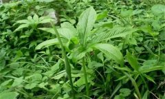 半夏的主要病害有哪些？應(yīng)如何防治？