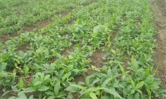 半夏的田間管理技術(shù)主要有哪些？