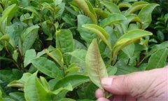 茶橙癭螨為害癥狀，如何防治茶橙癭螨為害？
