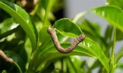 茶尺蠖防治方法，如何防治茶尺蠖為害？