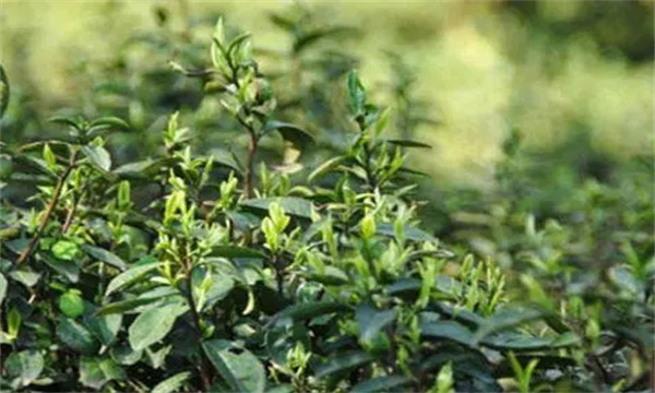 茶樹(shù)越冬休眠期病蟲(chóng)害