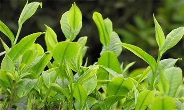 春茶期茶園病蟲害