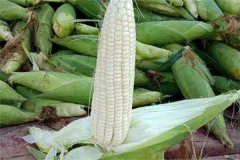 如何選擇糯玉米品種，糯玉米有哪些優(yōu)良品種？