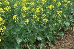 什么是“雙低”油菜，是指什么雙低？