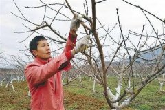 油桃樹如何通過修剪實(shí)現(xiàn)早產(chǎn)、豐產(chǎn)？