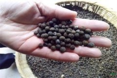 香樟樹(shù)種子可以育苗嗎？香樟苗怎么栽植養(yǎng)護(hù)？