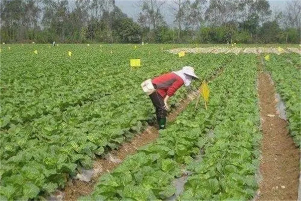 農(nóng)業(yè)防治的主要措施有哪些