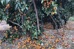柑橘落果的原因有哪些，發(fā)生嚴(yán)重落果如何補救