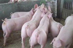 什么是商品豬？什么是肉脂型、瘦肉型豬？