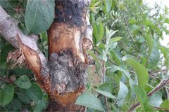 蘋果樹腐爛病的癥狀表現(xiàn)有哪些，如何防治？