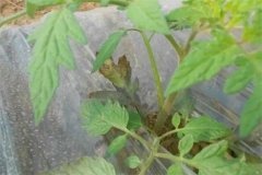 番茄早疫病和晚疫病的癥狀有什么區(qū)別？
