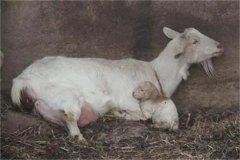 母羊分娩應(yīng)注意些什么，產(chǎn)后無奶怎么辦？