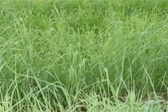 養(yǎng)羊常用哪些牧草，羊的飼養(yǎng)要注意哪方面？
