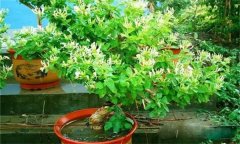 金銀花的修剪方法，如何修枝整形？