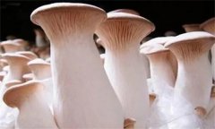杏鮑菇菌蓋上會(huì)長(zhǎng)疙瘩、出菇后會(huì)開(kāi)裂怎么辦？