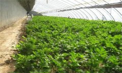 為什么秋季大棚蔬菜沖施雞糞要謹慎？