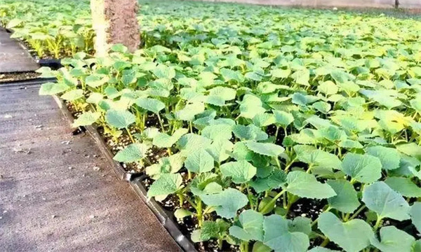 甜瓜苗出現(xiàn)枯芽、黃芽是什么原因