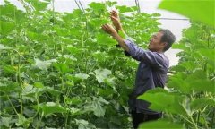 哈密瓜如何整枝留瓜，種植哈密瓜應(yīng)注意什么？