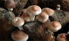 香菇有哪些栽培品種？