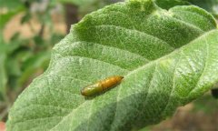 蘋果卷葉蛾的發(fā)生規(guī)律有哪些，有何為害特點？