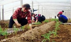 秋茬番茄在定植時(shí)應(yīng)該注意什么問題？